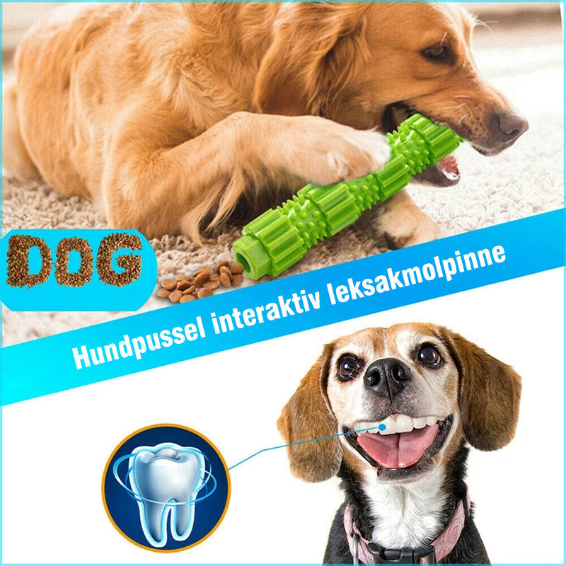 Hund tugga Leksak