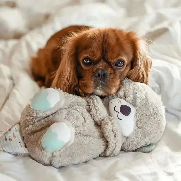 Din hunds perfekta kompis för stresslindring!